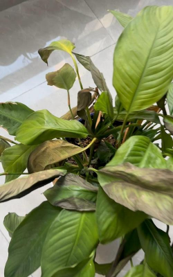 家里阳光不足怎么养花，选对植物种类，掌握养护技巧