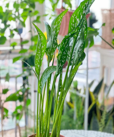 家里阳光不足怎么养花，选对植物种类，掌握养护技巧