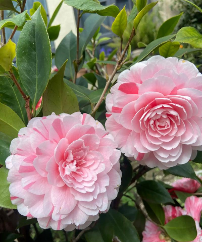 家里阳光不足怎么养花，选对植物种类，掌握养护技巧