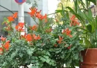 家里阳光不足怎么养花，选对植物种类，掌握养护技巧