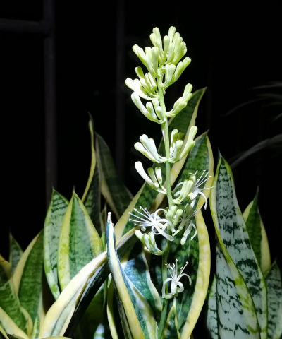 家里阳光不足怎么养花，选对植物种类，掌握养护技巧