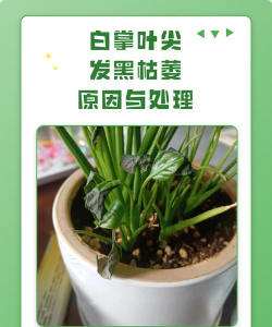 家里阳光不足怎么养花，选对植物种类，掌握养护技巧