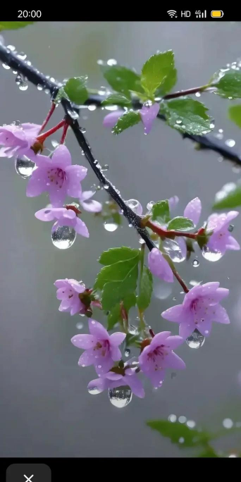 家里阳光不足怎么养花，选对植物种类，掌握养护技巧