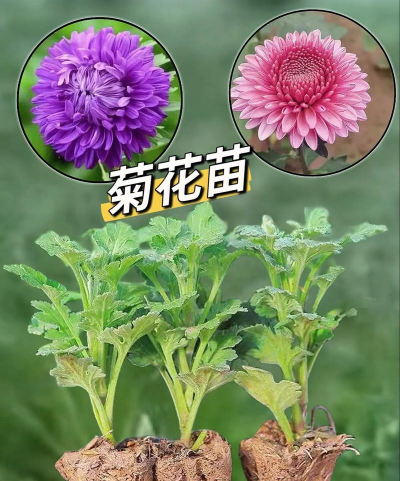 小众送妈妈的花有哪些花