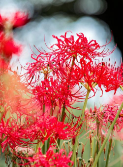 家里阳光不足怎么养花，选对植物种类，掌握养护技巧