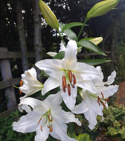 家里阳光不足怎么养花，选对植物种类，掌握养护技巧