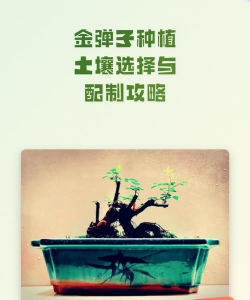 家里阳光不足怎么养花，选对植物种类，掌握养护技巧