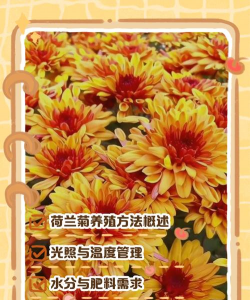 家里阳光不足怎么养花，选对植物种类，掌握养护技巧