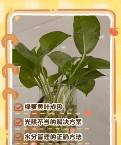 家里阳光不足怎么养花，选对植物种类，掌握养护技巧
