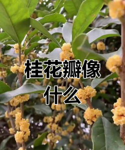 家里阳光不足怎么养花，选对植物种类，掌握养护技巧