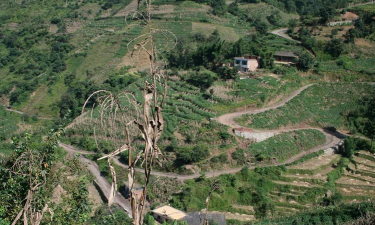 家里阳光不足怎么养花，选对植物种类，掌握养护技巧