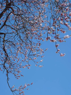 家里阳光不足怎么养花，选对植物种类，掌握养护技巧