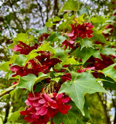 家里阳光不足怎么养花，选对植物种类，掌握养护技巧