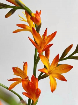 家里阳光不足怎么养花，选对植物种类，掌握养护技巧