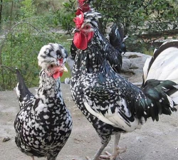 贵妃鸡能长多少斤