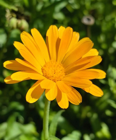 家里阳光不足怎么养花，选对植物种类，掌握养护技巧