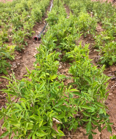 家里阳光不足怎么养花，选对植物种类，掌握养护技巧