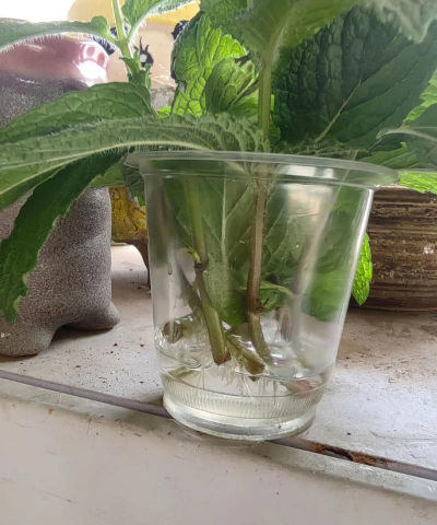 家里阳光不足怎么养花，选对植物种类，掌握养护技巧