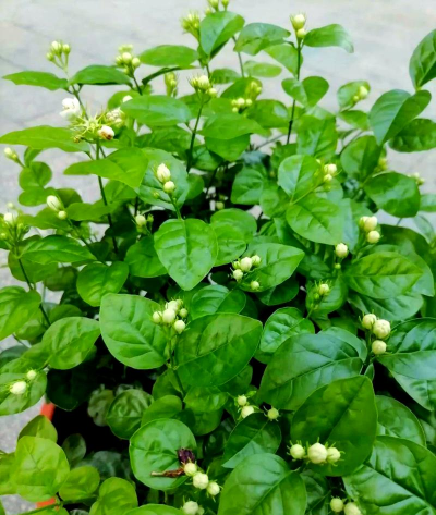 家里阳光不足怎么养花，选对植物种类，掌握养护技巧