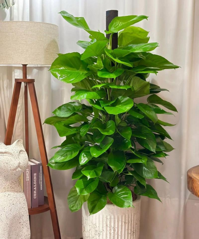 家里阳光不足怎么养花，选对植物种类，掌握养护技巧