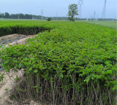 家里阳光不足怎么养花，选对植物种类，掌握养护技巧