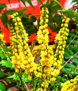 家里阳光不足怎么养花，选对植物种类，掌握养护技巧