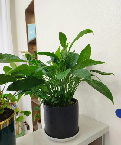 家里阳光不足怎么养花，选对植物种类，掌握养护技巧