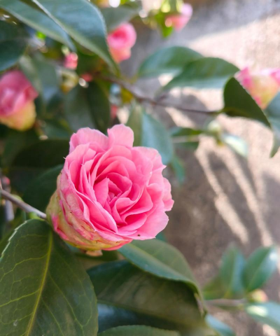 家里阳光不足怎么养花，选对植物种类，掌握养护技巧