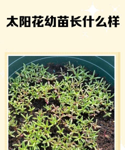 家里阳光不足怎么养花，选对植物种类，掌握养护技巧