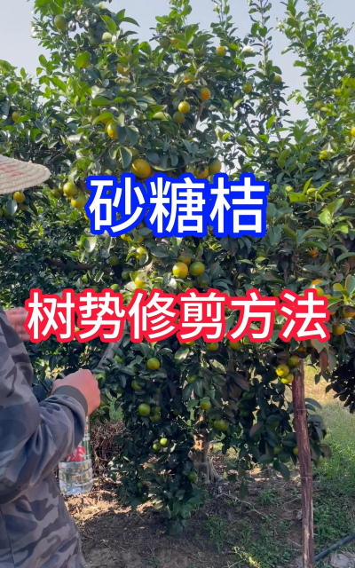 家里阳光不足怎么养花，选对植物种类，掌握养护技巧