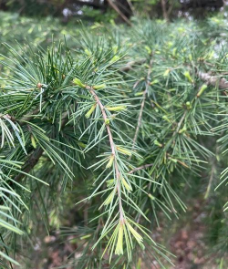 家里阳光不足怎么养花，选对植物种类，掌握养护技巧