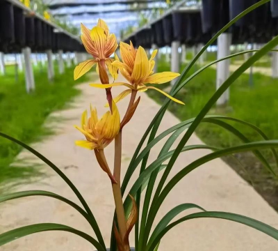 家里阳光不足怎么养花，选对植物种类，掌握养护技巧