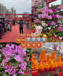 家里阳光不足怎么养花，选对植物种类，掌握养护技巧