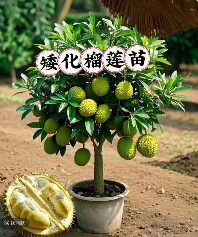 家里阳光不足怎么养花，选对植物种类，掌握养护技巧