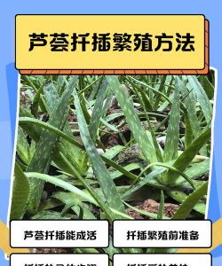 家里阳光不足怎么养花，选对植物种类，掌握养护技巧