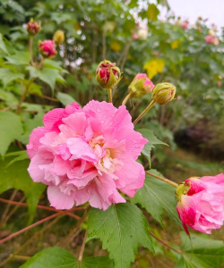 家里阳光不足怎么养花，选对植物种类，掌握养护技巧