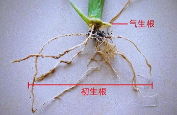 家里阳光不足怎么养花，选对植物种类，掌握养护技巧