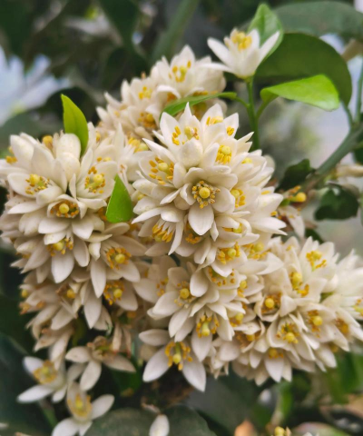 家里阳光不足怎么养花，选对植物种类，掌握养护技巧