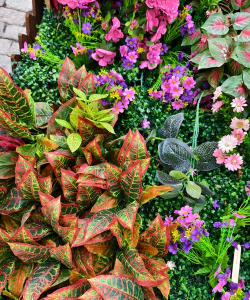 家里阳光不足怎么养花，选对植物种类，掌握养护技巧