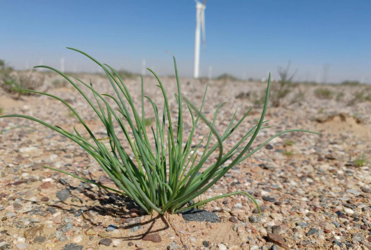 家里阳光不足怎么养花，选对植物种类，掌握养护技巧