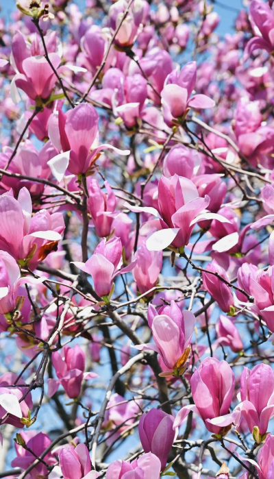 家里阳光不足怎么养花，选对植物种类，掌握养护技巧