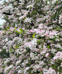 家里阳光不足怎么养花，选对植物种类，掌握养护技巧