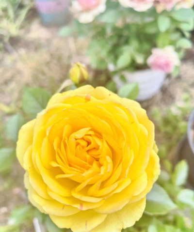 家里阳光不足怎么养花，选对植物种类，掌握养护技巧