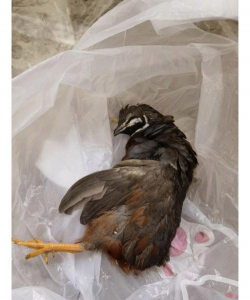 小众送妈妈的花有哪些花