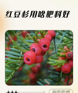 家里阳光不足怎么养花，选对植物种类，掌握养护技巧