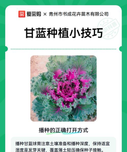 家里阳光不足怎么养花，选对植物种类，掌握养护技巧