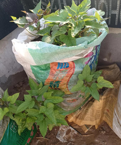 家里阳光不足怎么养花，选对植物种类，掌握养护技巧