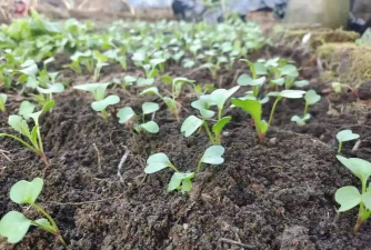 家里阳光不足怎么养花，选对植物种类，掌握养护技巧