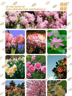 家里阳光不足怎么养花，选对植物种类，掌握养护技巧