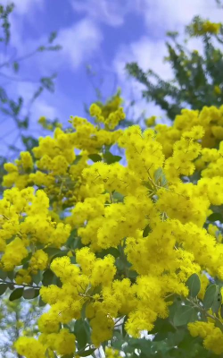 家里阳光不足怎么养花，选对植物种类，掌握养护技巧